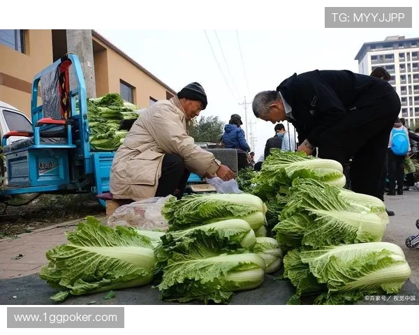 2025年白菜行情分析最新消息及市场趋势解读